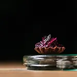 Fiescherblick فندق جريندلوالد